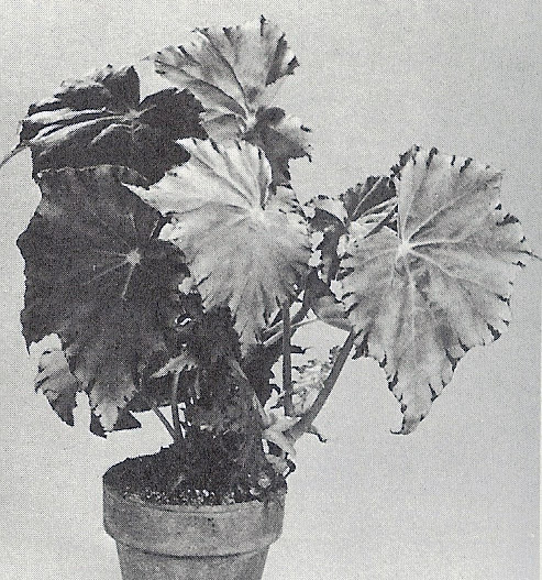 B. ‘Tancho’